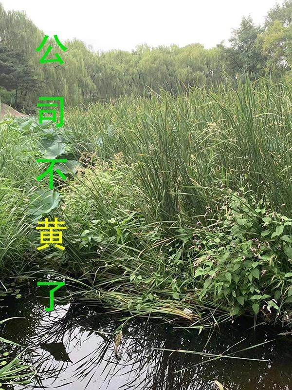 公司倒闭了员工有补偿吗